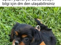 Dişi 3 aylık cavalier
