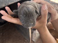 Sahiplendirilmeye hazır CANE CORSO YAVRULAR