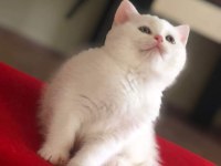 Rezerve satışa hazır british shorthair yavrular