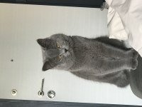 Full şecereli british shorthair oğlumuz dumana eş arıyoruz