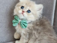 KEDİLER BEREKETTİR
