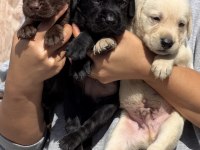 Labrador Redriever çok şirin yavrular 