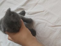 4 adet 40 günlük yavru scottish fold