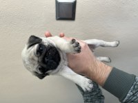 Erkek Pug Mops Yavrumuz Üst Düzey