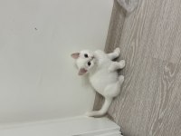 British Shorthair Yavru Erkek