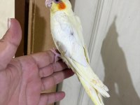 49 GÜNLÜK LUTİNO BEBEK SULTAN PAPAĞANI