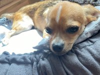 Chihuahua 8 aylık erkek