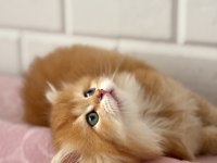British longhair golden by11 disi