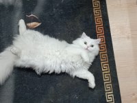 11 aylık british longhair oğluma eş arıyorum