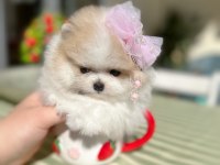 TEACUP MİNİ BOY PARTİCOLOR POMERANİAN PRENSES