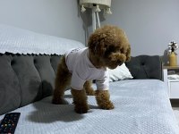 2.5 yaşında full eğitimli aşılı poodle