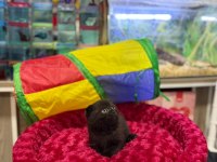 Çikolata Scottish Fold Erkek Bebek