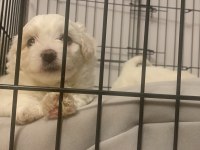 Maltese terrier 52 günlük yavru
