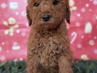 SAFKAN DEV (GIANT) POODLE YAVRULARI