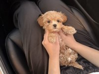 Maltipoo Yavrular