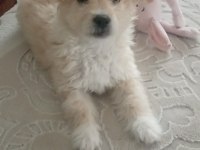2 aylık dişi maltipoo köpeği
