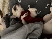 9 aylık dünyalar güzeli chihuahua