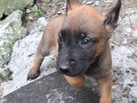 ÜST DÜZEY MALINOIS YAVRUM