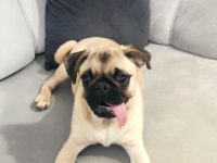 5 AYLIK ERKEK PUG MOPS