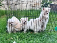 0 numara pomeranian bebekler orginal