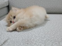 Golden british longhair erkek safkan yavrum