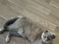 7 aylık scottish fold