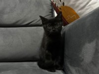Siyah british shorthair gece