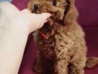 2 buçuk aylık yavru poodle köpeğimiz