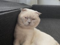 20 aylık scottish fold baba ve 2 aylık dişi yavru