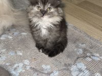 Scottish fold yavrular