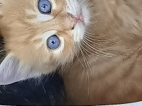 MAVİŞE YUVA KEDİMİZE