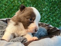 Oyuncu border collie yavrularımız!