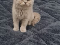 British Fold Shorthair Kedimiz