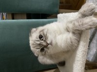 Scottish Fold kızımız