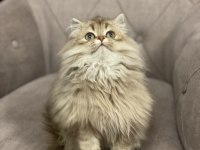 British longhair 4 aylık kedisi