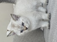 British Shorthair golden yavru