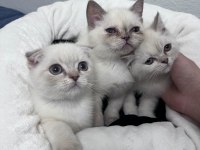 Exotic Shorthair ve Scottish Fold Bebekler