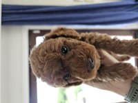 Evde bakılan minik sağlıklı poodle yavrularım