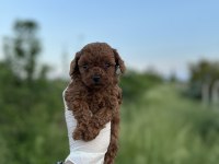 Sağlık ve ırk garantili toy poodle yavrularımız 