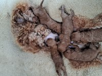 Poodle Yeni Yuvasını Bekliyor