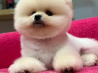 Orjinal Pomeranian boo