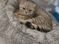 Scottish fold erkek kedimiz
