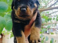 Koca kafa erkek rottweiler yavruları