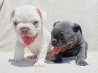 Ankara Exotic french bulldog