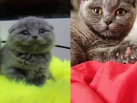 Scottish fold kedim 1 buçuk yaşındadır bir kez doğum yaptı