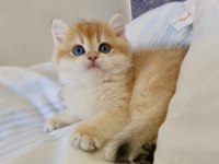 Ev ortamında büyüyen safkan british shorthair yavrular