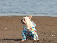 Egzotic Fransız bulldog