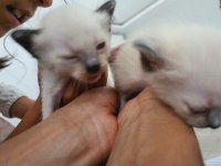 3 aylık siyam kedisi yavrular