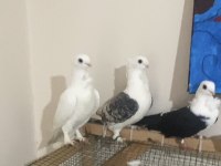 3 adet hünkari 1 mısıri güvercin