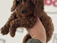 Petmode köpek çifrliğinden kore toy poodle yavrular